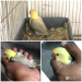 Pied Violet Parblue Sable Lovebird Baby